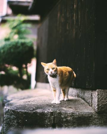 龙年宝宝起名